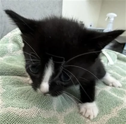A baby small-sized female Domestic Short Hair cat named Arely for adoption in Lancaster, CA