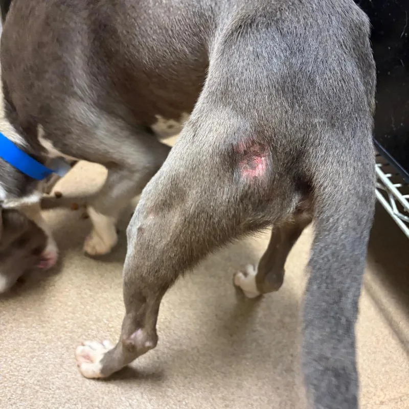 A baby small-sized male Gray / Blue / Silver Mixed Breed dog named Rodeo for adoption in Chattanooga, TN