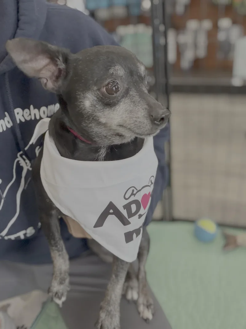 An adult small-sized female Chihuahua dog named Baby Girl for adoption in Knoxville, TN