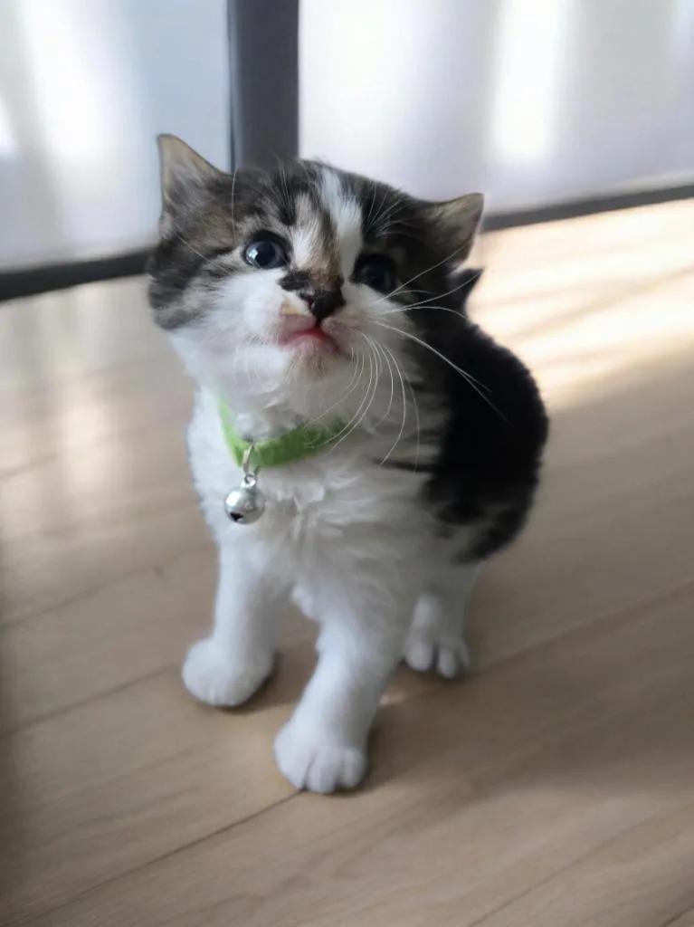 A baby small-sized male Domestic Short Hair cat named Gene for adoption in Barron, WI