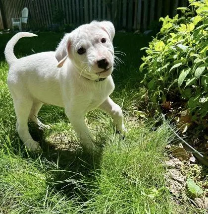 A baby small-sized male Mixed Breed dog named Broncs for adoption in Fairfax, VA
