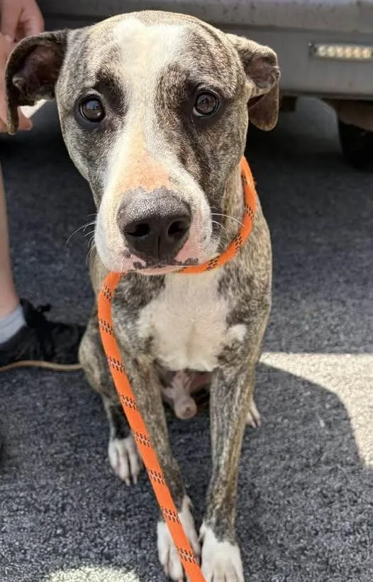 An adult medium-sized male Brindle Catahoula Leopard Dog dog named Snoop Dog for adoption in Munfordville, KY