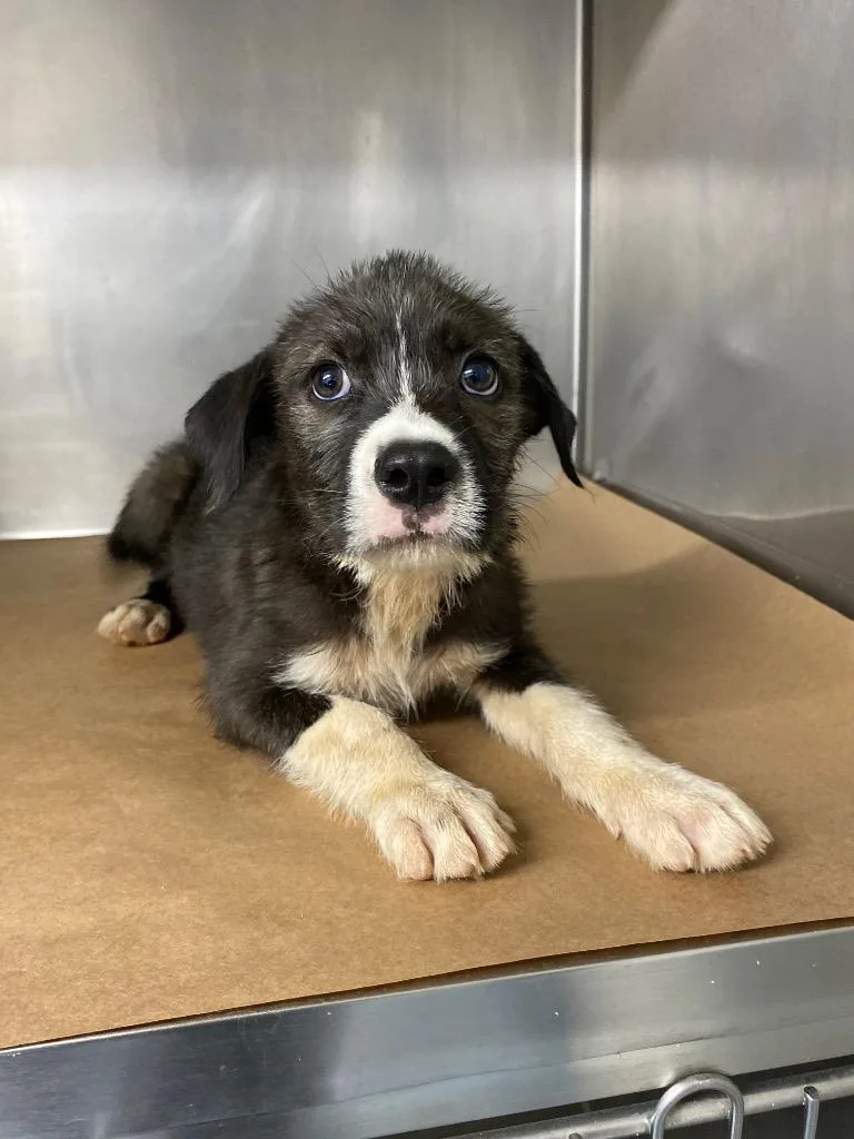 A baby medium-sized male Mixed Breed dog named Spunky for adoption in Cartersville , GA