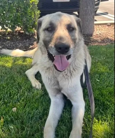 An adult large-sized male Yellow / Tan / Blond / Fawn Anatolian Shepherd dog named Judge for adoption in Manteca, CA