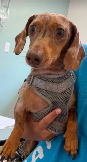 An adult small-sized male Brown / Chocolate Dachshund dog named Kiie for adoption in Annapolis, MD