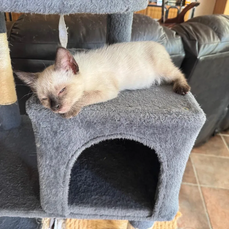 A baby small-sized female Siamese cat named Tai for adoption in Bulverde, TX