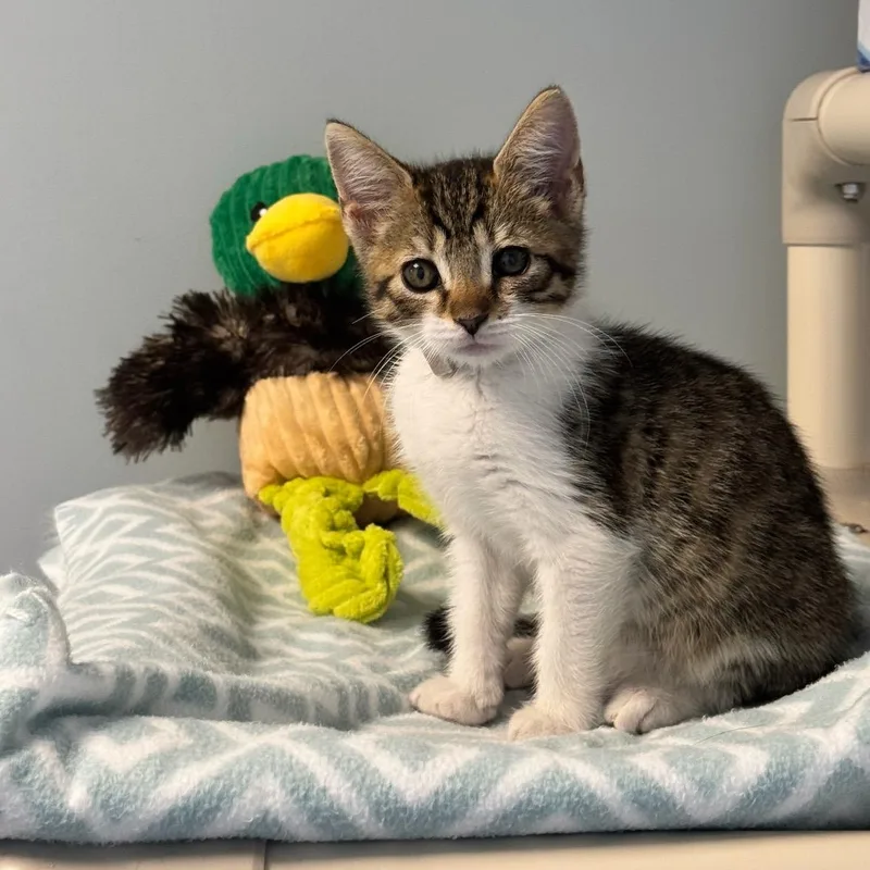 A young medium-sized male Tabby (Brown / Chocolate) Domestic Short Hair cat named Marshall for adoption in Syosset, NY