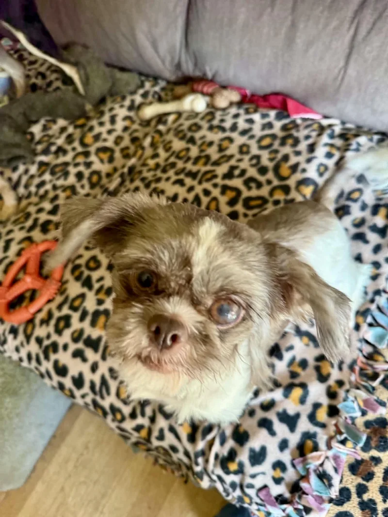 An adult small-sized female Bicolor Shih Tzu dog named Pebbles for adoption in North Freedom, WI