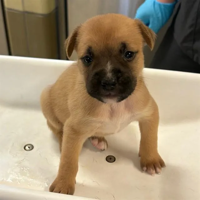 A baby small-sized male German Shepherd Dog dog named Hermes for adoption in Riverside, CA