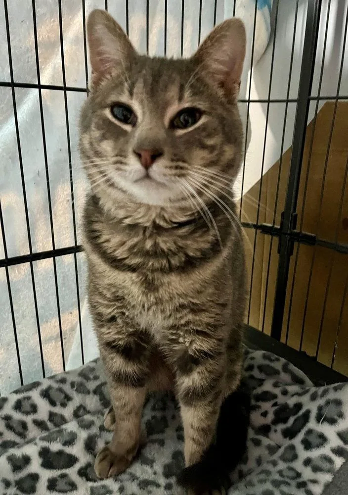 A young medium-sized male Domestic Short Hair cat named Miles for adoption in O'Fallon, MO