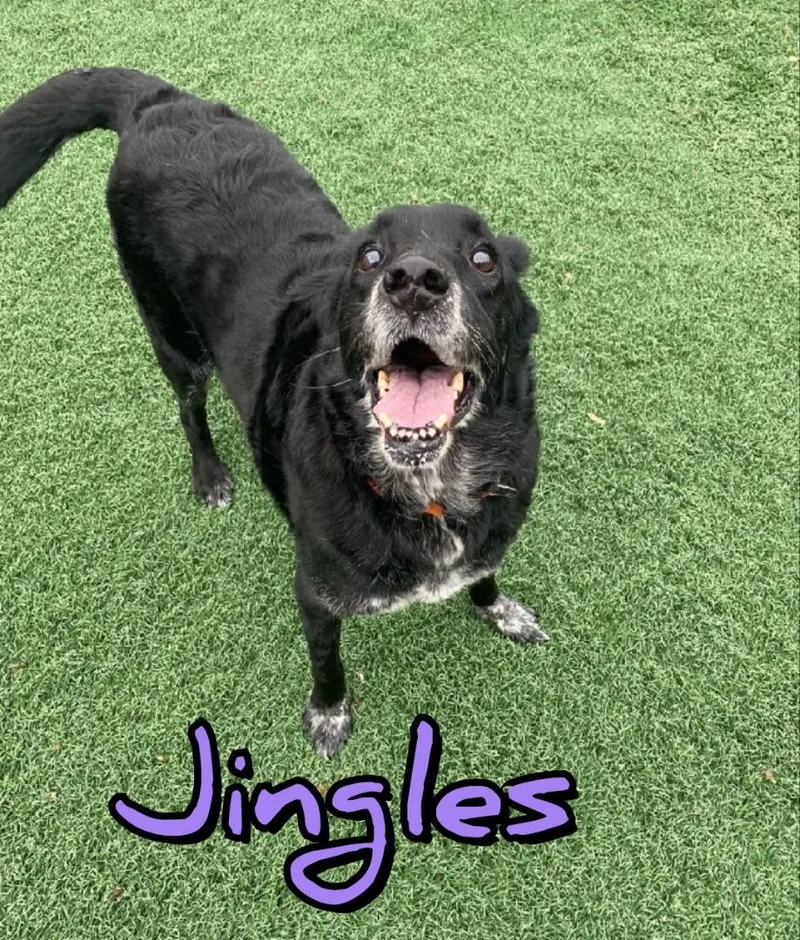 Jingles