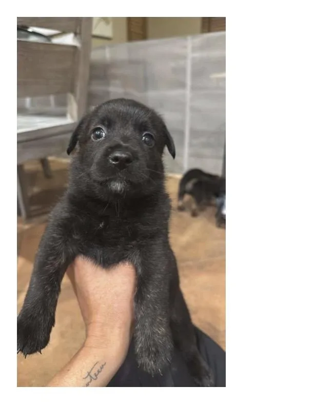 A baby small-sized female Belgian Shepherd / Malinois dog named Shira for adoption in Discovery Bay, CA