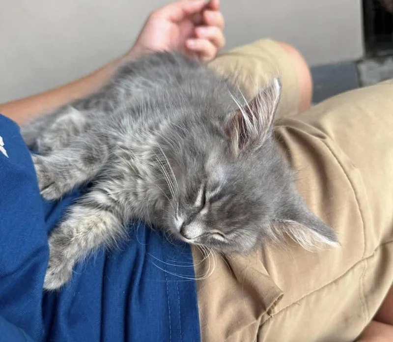 A baby small-sized female Gray & White Tabby cat named Junie for adoption in Melbourne , FL