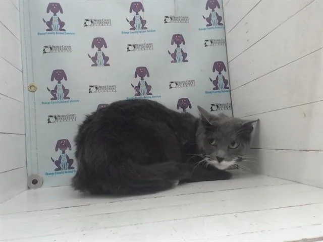 An adult small-sized female Domestic Short Hair cat named Neena for adoption in Orlando, FL