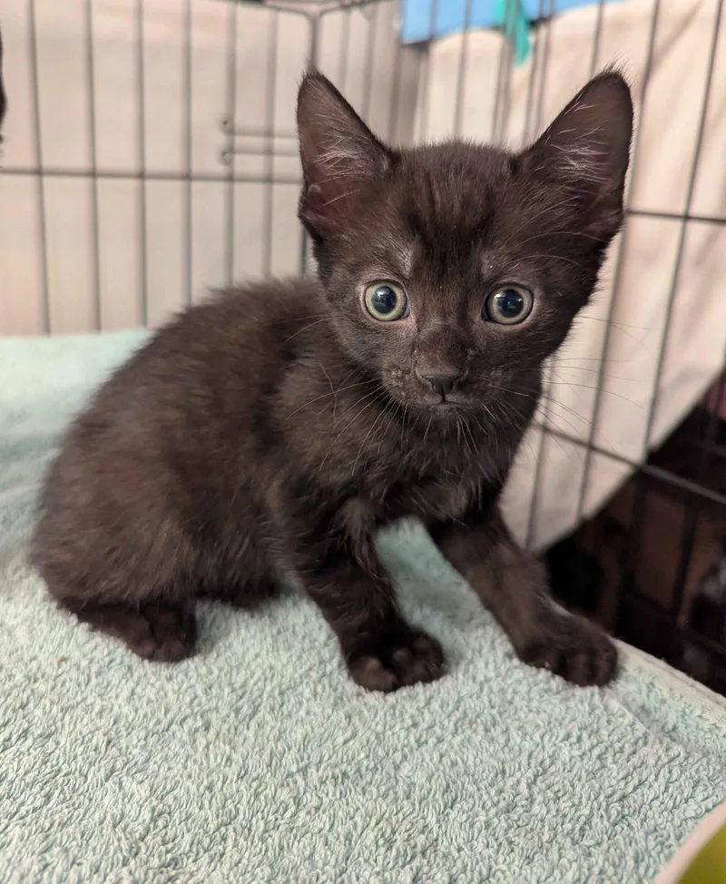 A young small-sized male Black Domestic Short Hair cat named Racketeering for adoption in Seven Valleys, PA
