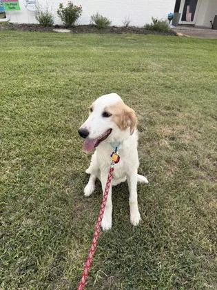 A baby extra large-sized female Great Pyrenees dog named Jolie for adoption in Fort Worth, TX