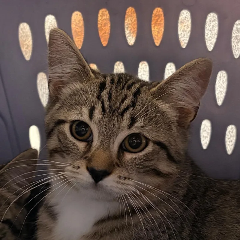 Felix