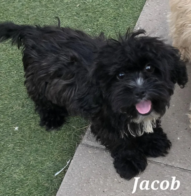 Jacob thumbnail 2