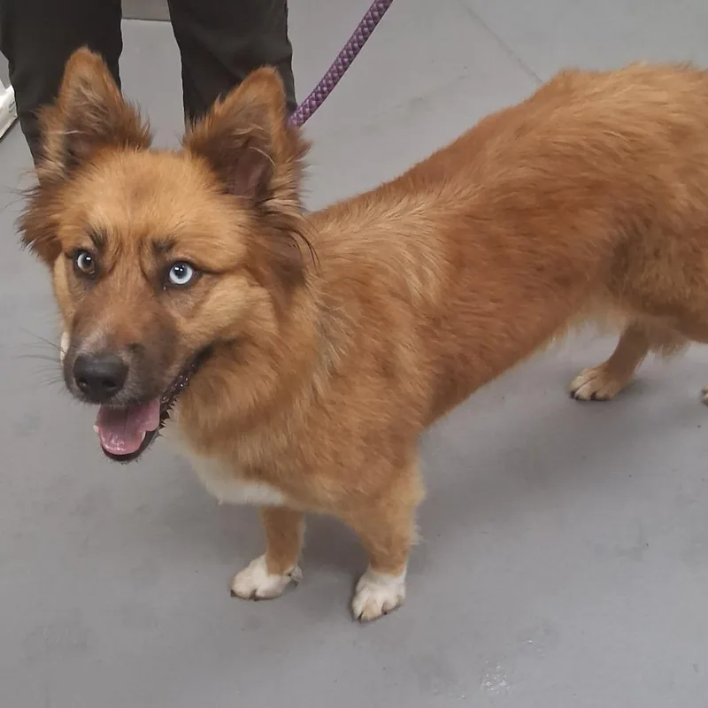An adult large-sized female Red / Chestnut / Orange Mixed Breed dog named StrayMeadowbrookDrive for adoption in Columbus, GA