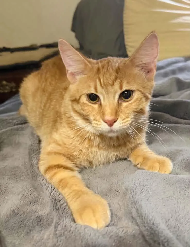 A young medium-sized male Domestic Short Hair cat named Zeus for adoption in Calera, AL