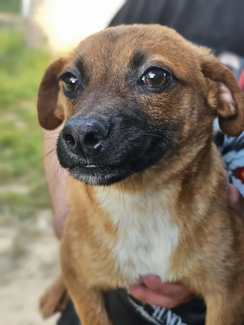 A young small-sized male Brown / Chocolate Terrier dog named Channing for adoption in Fort Payne, AL