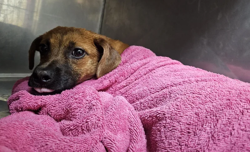 Channing thumbnail 4