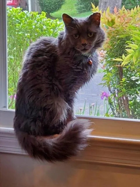 An adult medium-sized female Domestic Medium Hair cat named Platinum for adoption in Derwood, MD