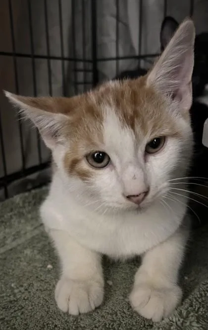 A young small-sized male Domestic Short Hair cat named Cat Damon for adoption in Phoenix, AZ