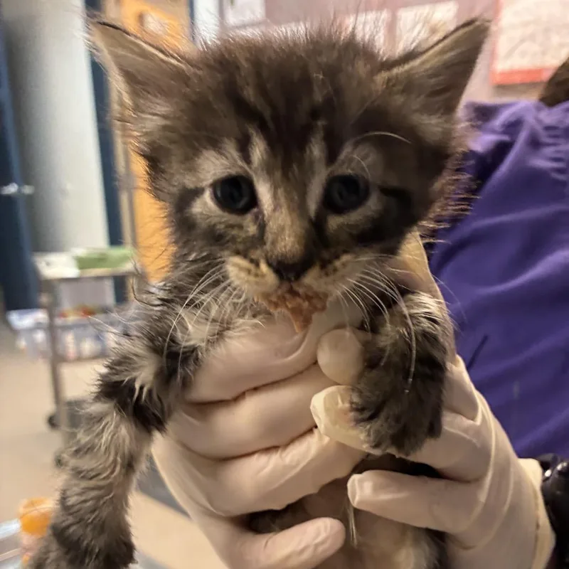 A baby small-sized female Brown / Chocolate Domestic Short Hair cat named Babe for adoption in Newark, NJ