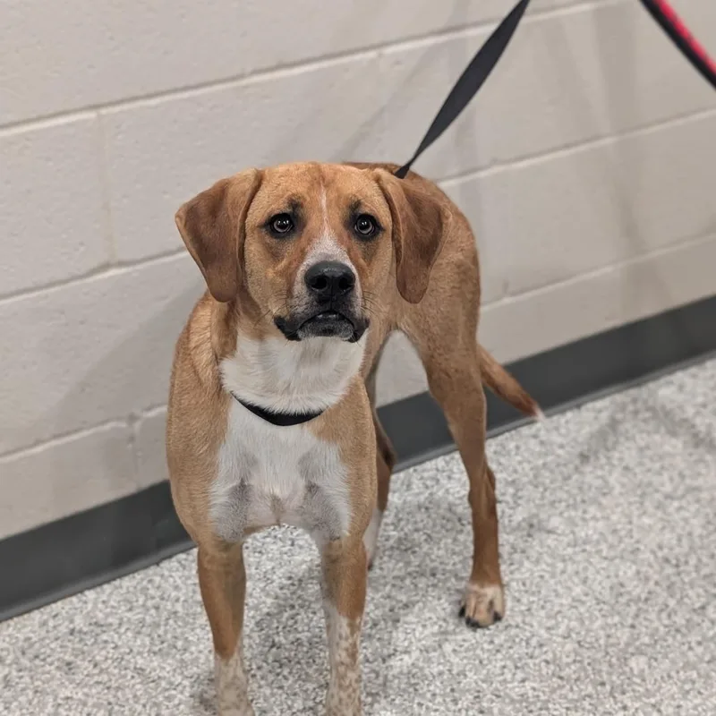 A young medium-sized female Hound dog named Lady for adoption in Smithville, TN