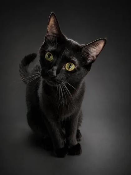 A young small-sized female Domestic Short Hair cat named Belle & Mickey for adoption in Bowling Green, KY