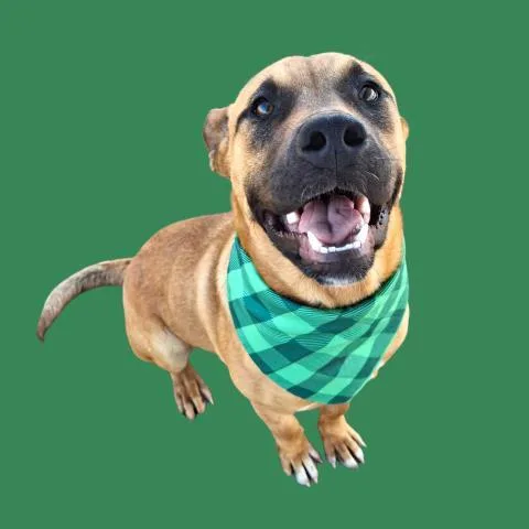 Scooby