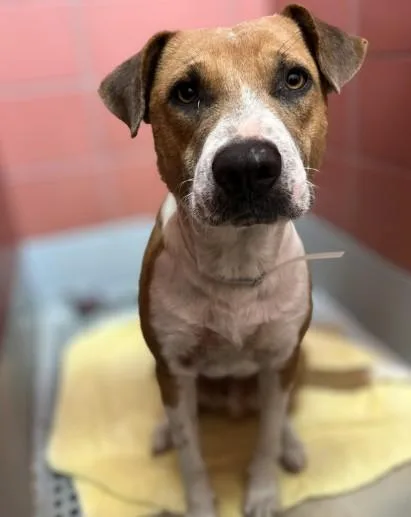 A young medium-sized male Labrador Retriever dog named Charming for adoption in Houston, TX