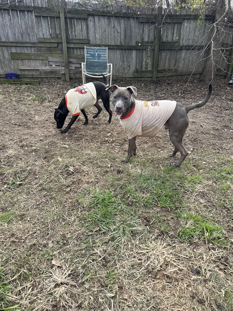 Walthall thumbnail 3