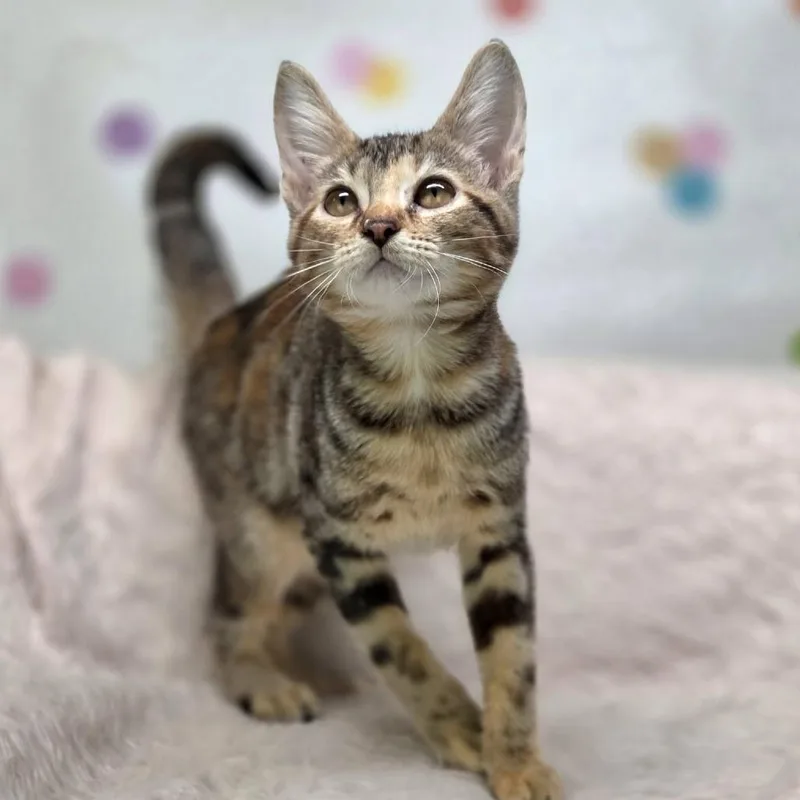 A baby small-sized female Brown / Chocolate Domestic Short Hair cat named CinnabonC for adoption in East Saint Louis, IL