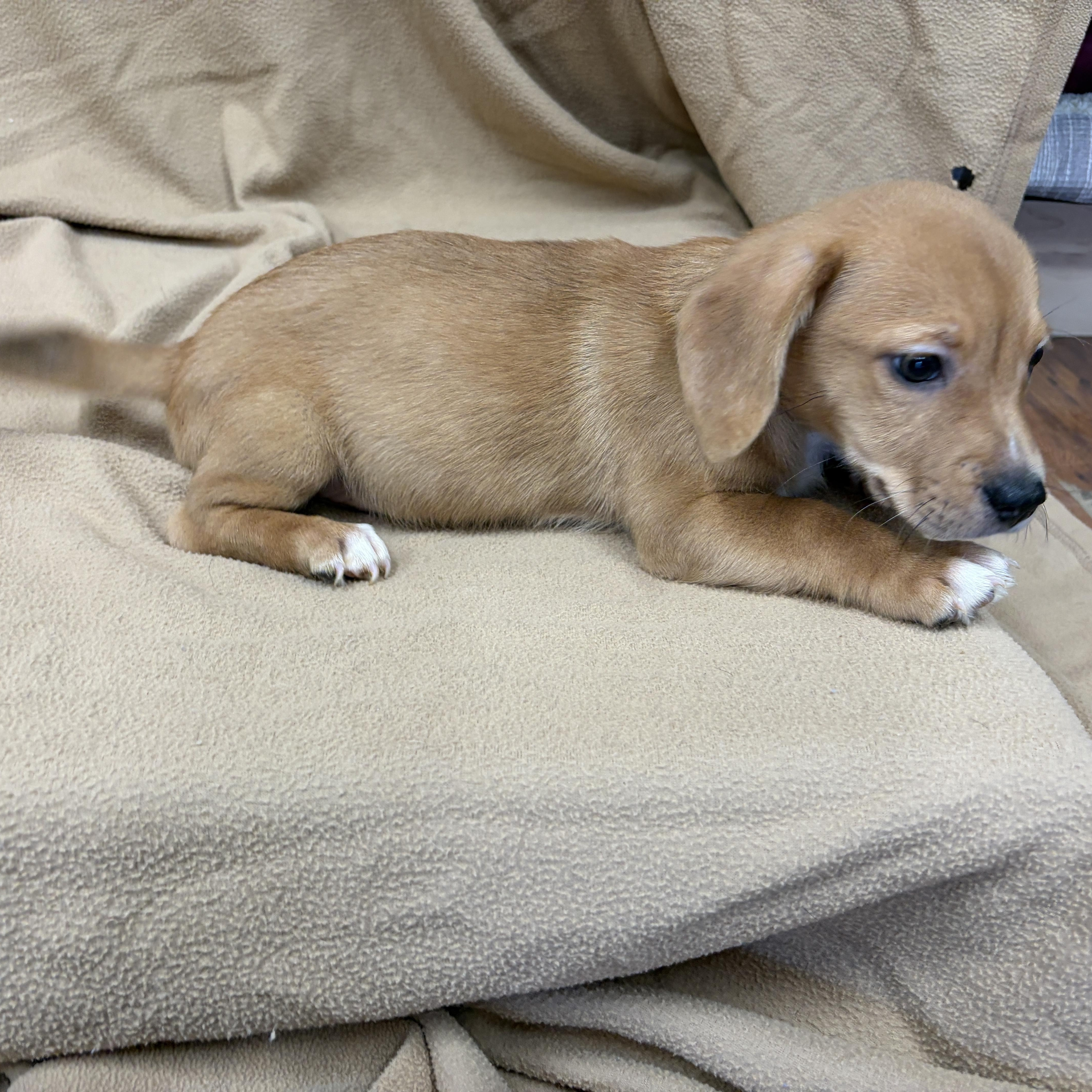 A baby small-sized female Hound dog named Ella for adoption in Perry, GA