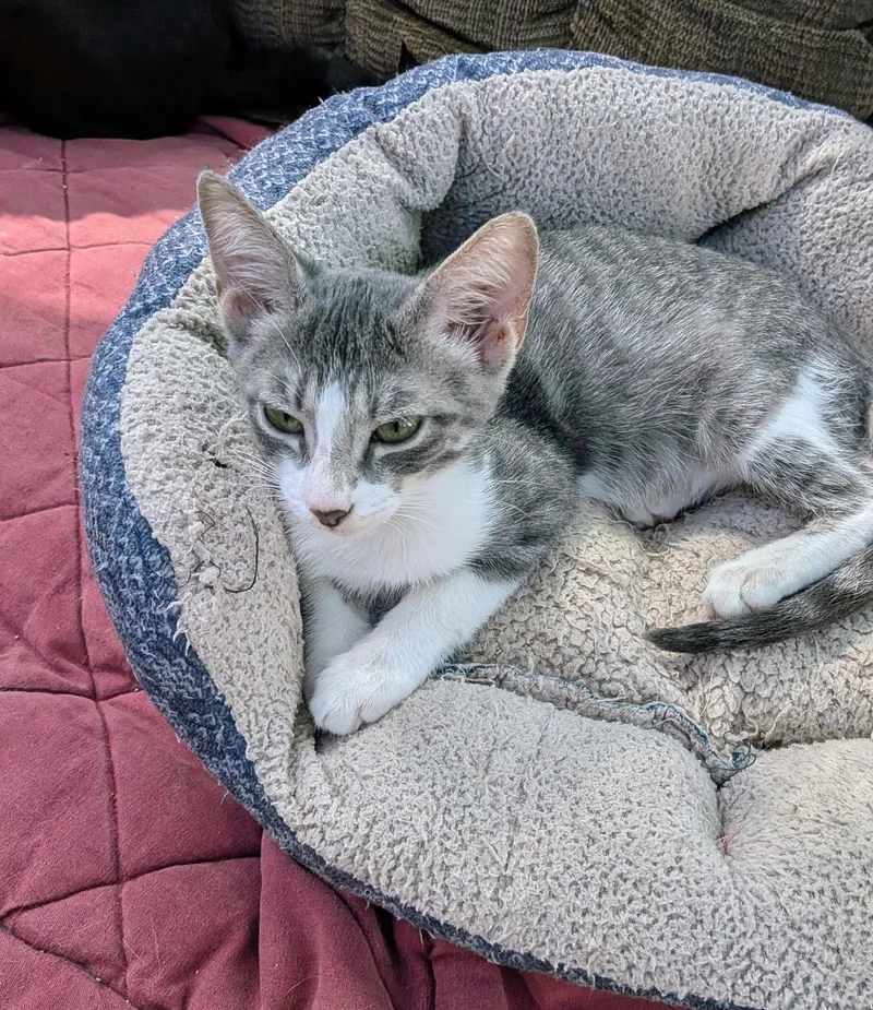 A baby medium-sized female Tabby cat named Blade for adoption in Montgomery, TX