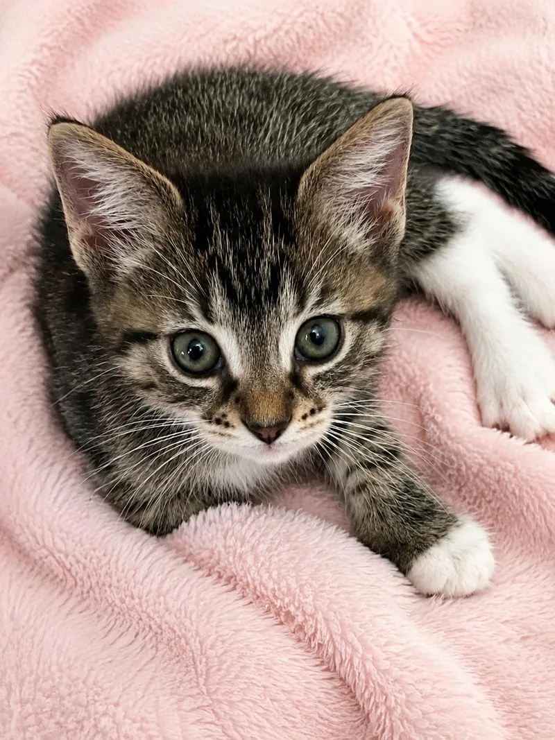 A baby medium-sized female Tabby (Brown / Chocolate) Domestic Short Hair cat named Dolly Madison for adoption in Greensboro, NC