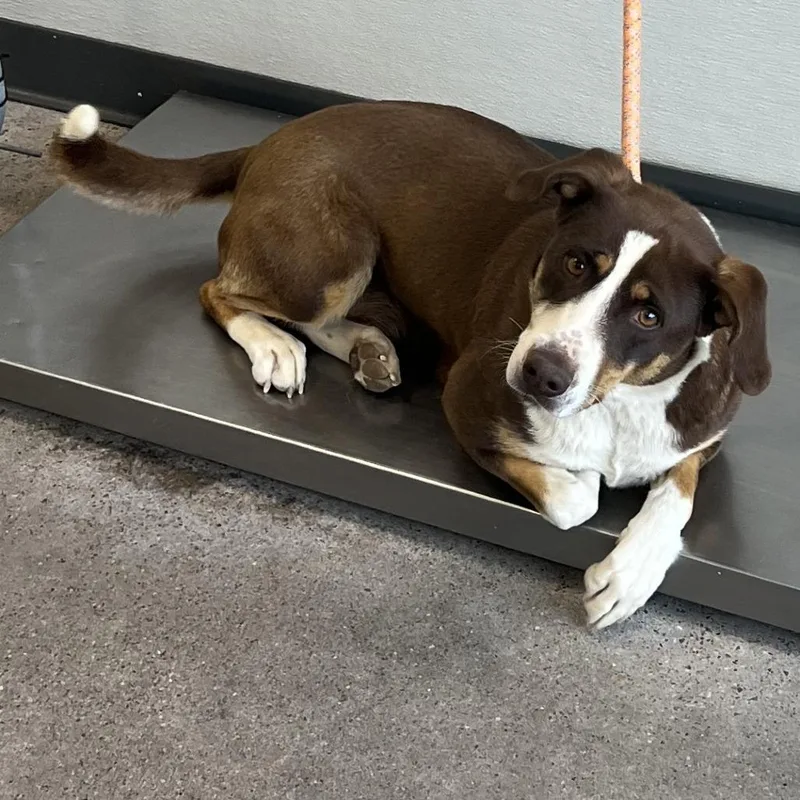 An adult medium-sized female Brown / Chocolate Mixed Breed dog named Nala for adoption in Las Cruces, NM