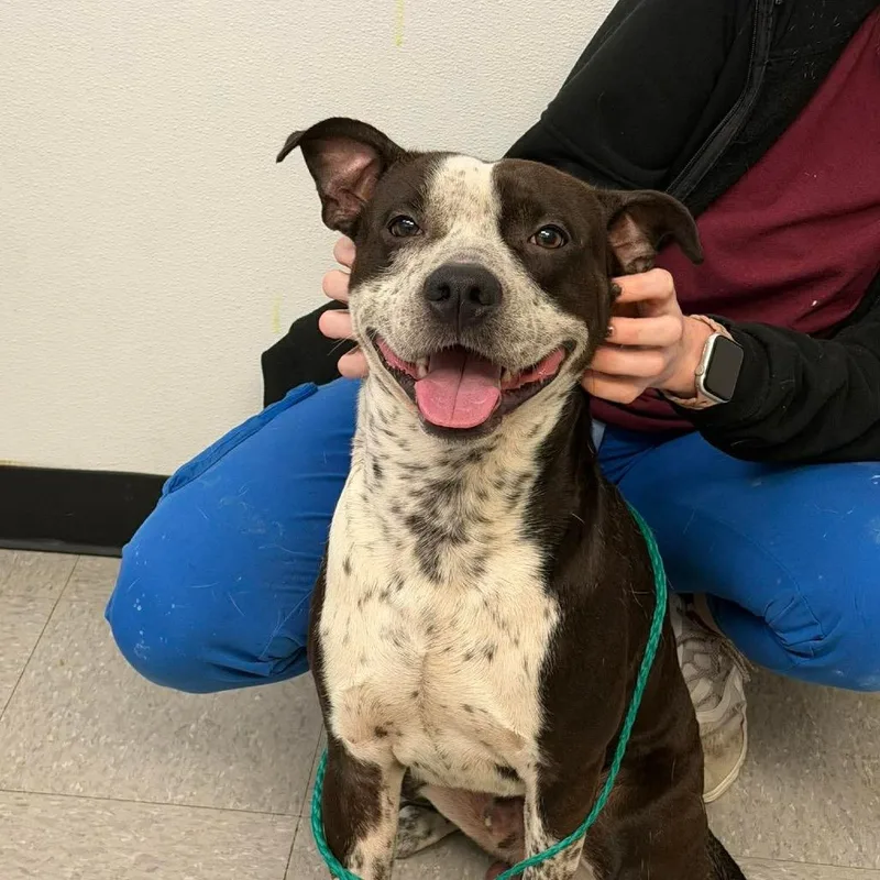 A young medium-sized male Black Pit Bull Terrier dog named Rtic for adoption in Bastrop, TX