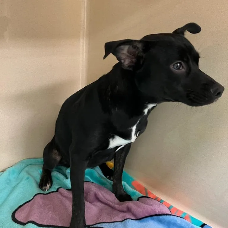 Svasstray thumbnail 2