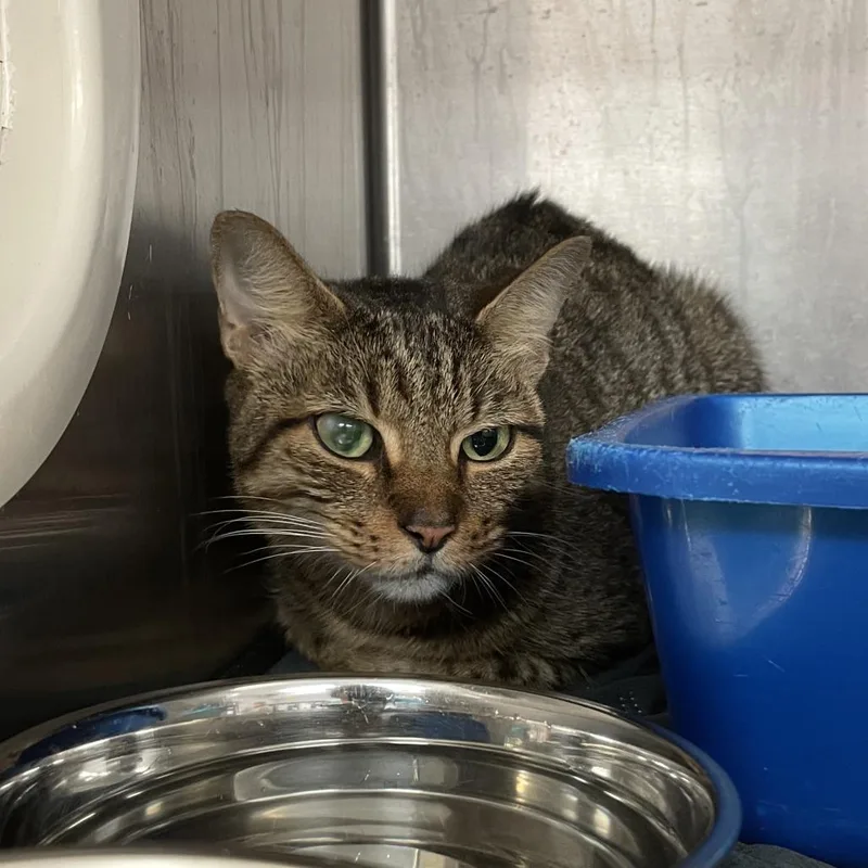 An adult medium-sized female Brown / Chocolate Domestic Short Hair cat named Sandy Paws for adoption in Port Charlotte, FL