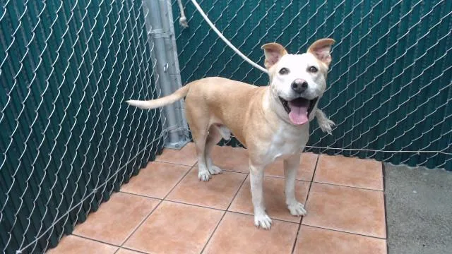 An adult medium-sized male Pit Bull Terrier dog named Max for adoption in Downey, CA