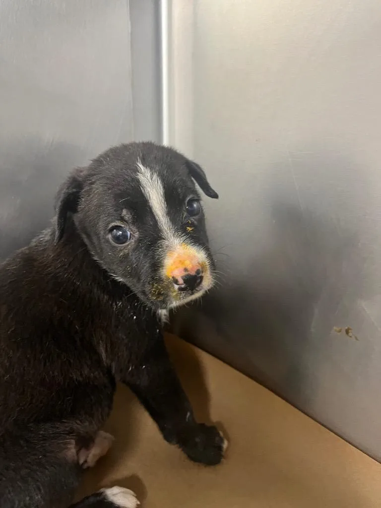 A baby large-sized female Mixed Breed dog named Lillipup for adoption in Cartersville , GA
