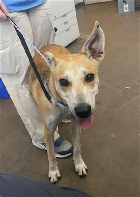A young medium-sized female Mixed Breed dog named Marlo for adoption in Dallas, TX