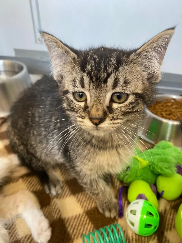 A baby medium-sized male Domestic Short Hair cat named Hellebore for adoption in Van Wert, OH