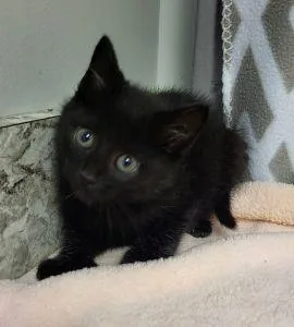 Salem