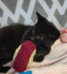 Salem thumbnail 2