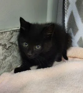Salem thumbnail 3