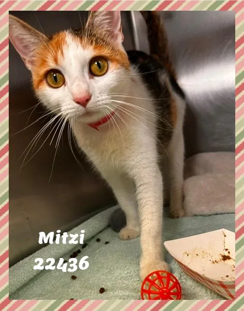 MITZI see also FIGARO